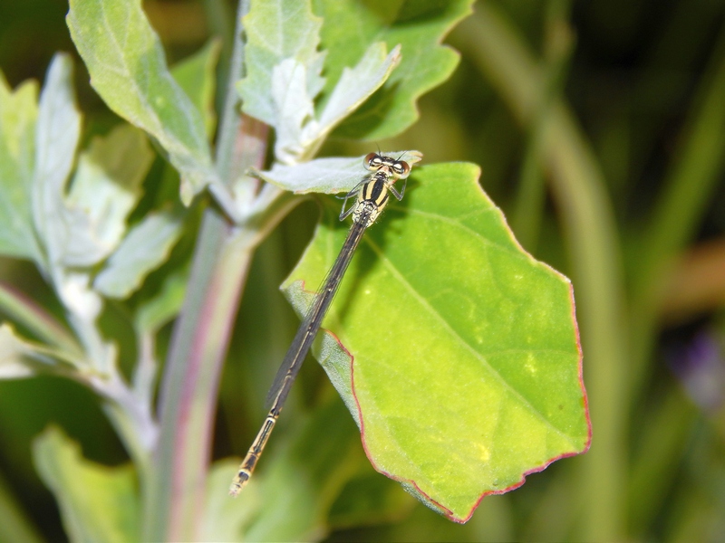 Platycnemis pennipes. ...tutti ?